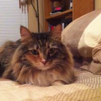 Martha Singletary's profile image