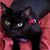 Stuart D. Schnell's profile image