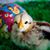 Rosalie Gerhard Stephens's profile image