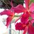 Nicole Giunta Rofrano's profile image