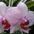 Pudji Ningai's profile image