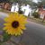 Jessica PariahLady Davis Lmt's profile image