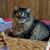 Karen Fortriede St Germain's profile image