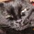 Linda Force's profile image
