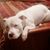 Michele V Elion's profile image