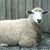 Underhill Farm's profile image