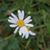 Lora Huckaba Ledley's profile image