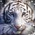 Susan Marlier's profile image