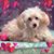 Darlene Wiese Leak's profile image