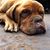 Alfredo Cortes's profile image