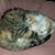 Margot Echeverria Frotton's profile image