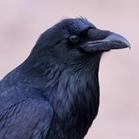Terri Turner's profile image