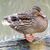 Lorri Duncan's profile image