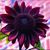 Dawn Armstrong-Zic's profile image