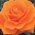 Laura McDaniel's profile image