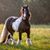 Cindy Hart's profile image