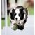 Jean Serfass's profile image