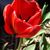 Stephanie Neuman's profile image