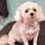 Patricia Holt Katalinic's profile image