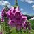 Anne Marie Hinek Rattigan's profile image