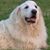 Rae Nardi's profile image