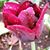 Anca Brates-Galron's profile image