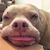 Louis Ornelas's profile image