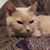Natalie Lychodij DeKoning's profile image