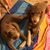 Susan Tucker Ciucevich's profile image