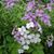Ann Bornemann Jepsen's profile image