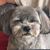 Debbie Dicker Ruscitti's profile image