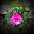 Shelley Huckins's profile image