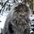 Sue Segovia Kindberg's profile image