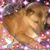 Dina Merrill's profile image