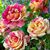 Pam Cadarette Cereska Petersen's profile image