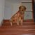 Appu Iyer's profile image