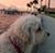 Allison Stafford's profile image