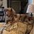 Susan Lail Bowman's profile image