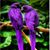 Genay James Jackson's profile image