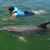 Ronald Marmol's profile image