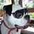 David van Diest's profile image