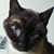 Aundrea Harris's profile image