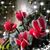 Mary Bradshaw's profile image