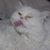 Peter Lundgren's profile image