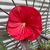 Karri Hasse's profile image