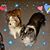 Shelti Danford's profile image