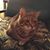 Tina Cookson's profile image