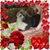 Betty Foley DeRossett's profile image
