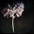 Emily Lize's profile image