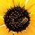 Cindy Pearson's profile image